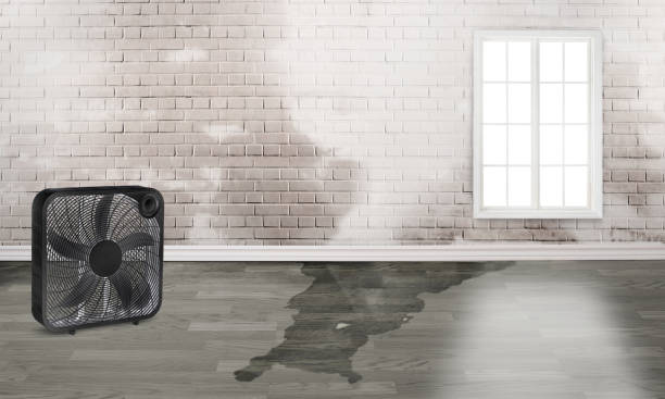 Best Mold removal after water damage  in Wekiwa Springs, FL
