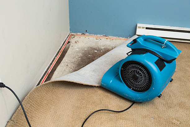 Best Local water damage restoration  in Wekiwa Springs, FL